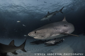 Tiger Sharks make for an exciting night dive at Tiger Bea... by Steven Anderson 